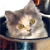Kill Kitties (129.13 KiB)